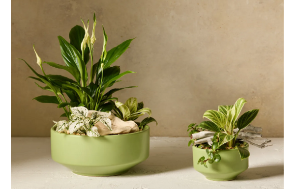 Testez gratuitement des terrines à plantes modernes